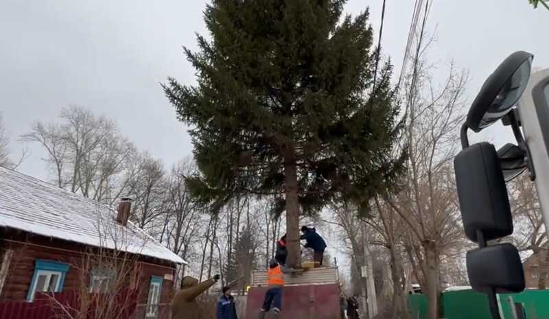 В Уфе 30-летнюю ель, принадлежащую местной жительнице, спилили для установки на площади